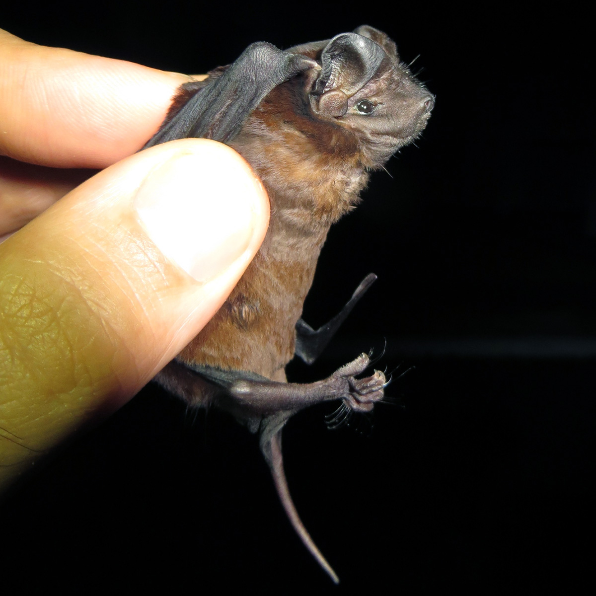 Бондский складчатогуб (Molossus currentium) Фото №4