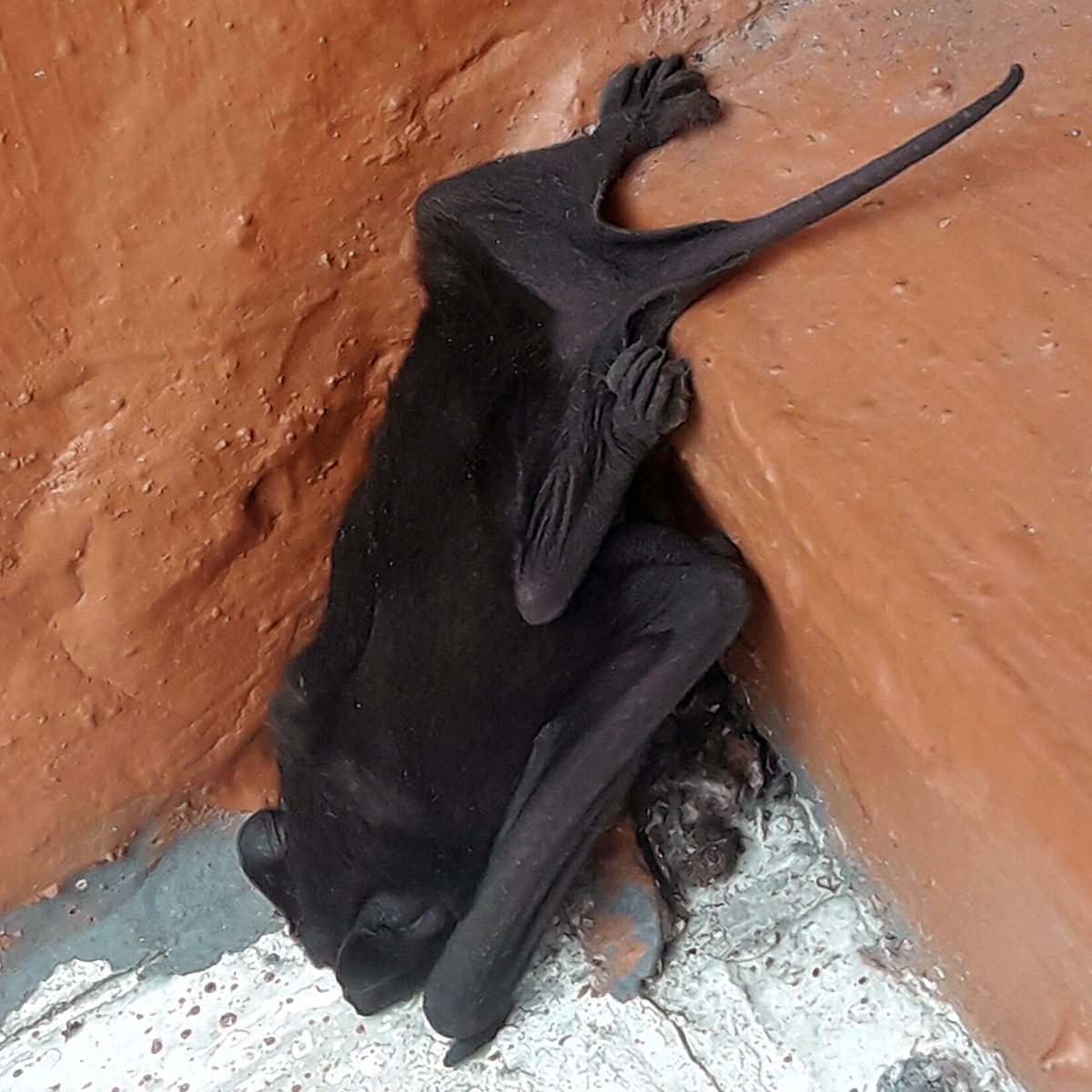 Бондский складчатогуб (Molossus currentium) Фото №5