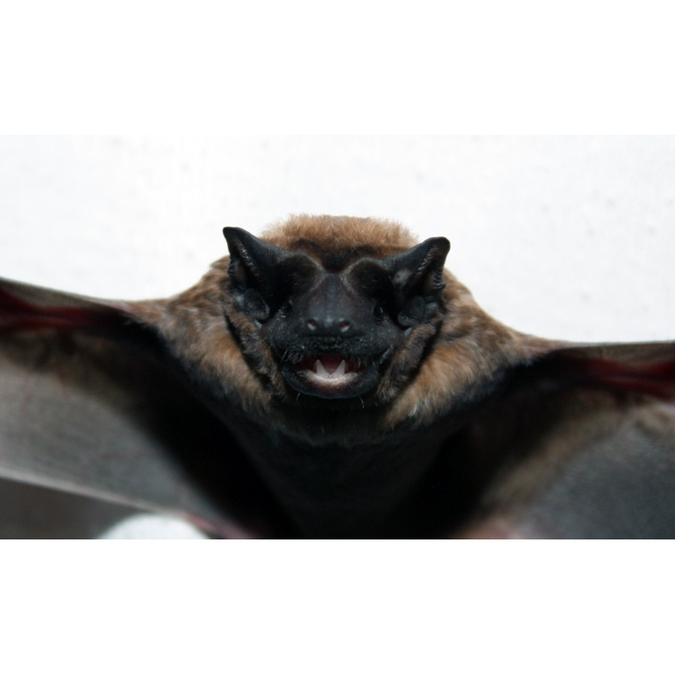Бондский складчатогуб (Molossus currentium) Фото №6