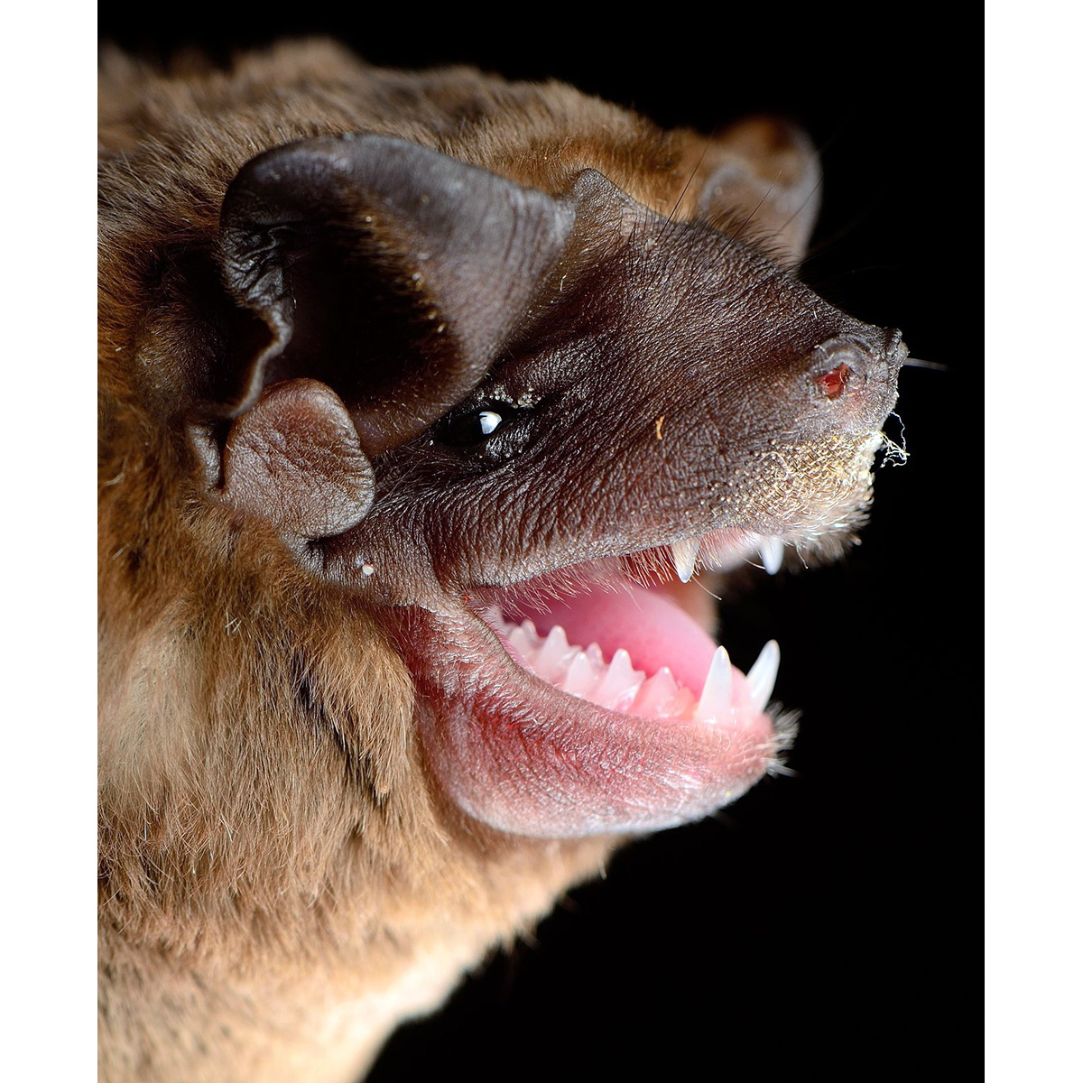 Бондский складчатогуб (Molossus currentium) Фото №7