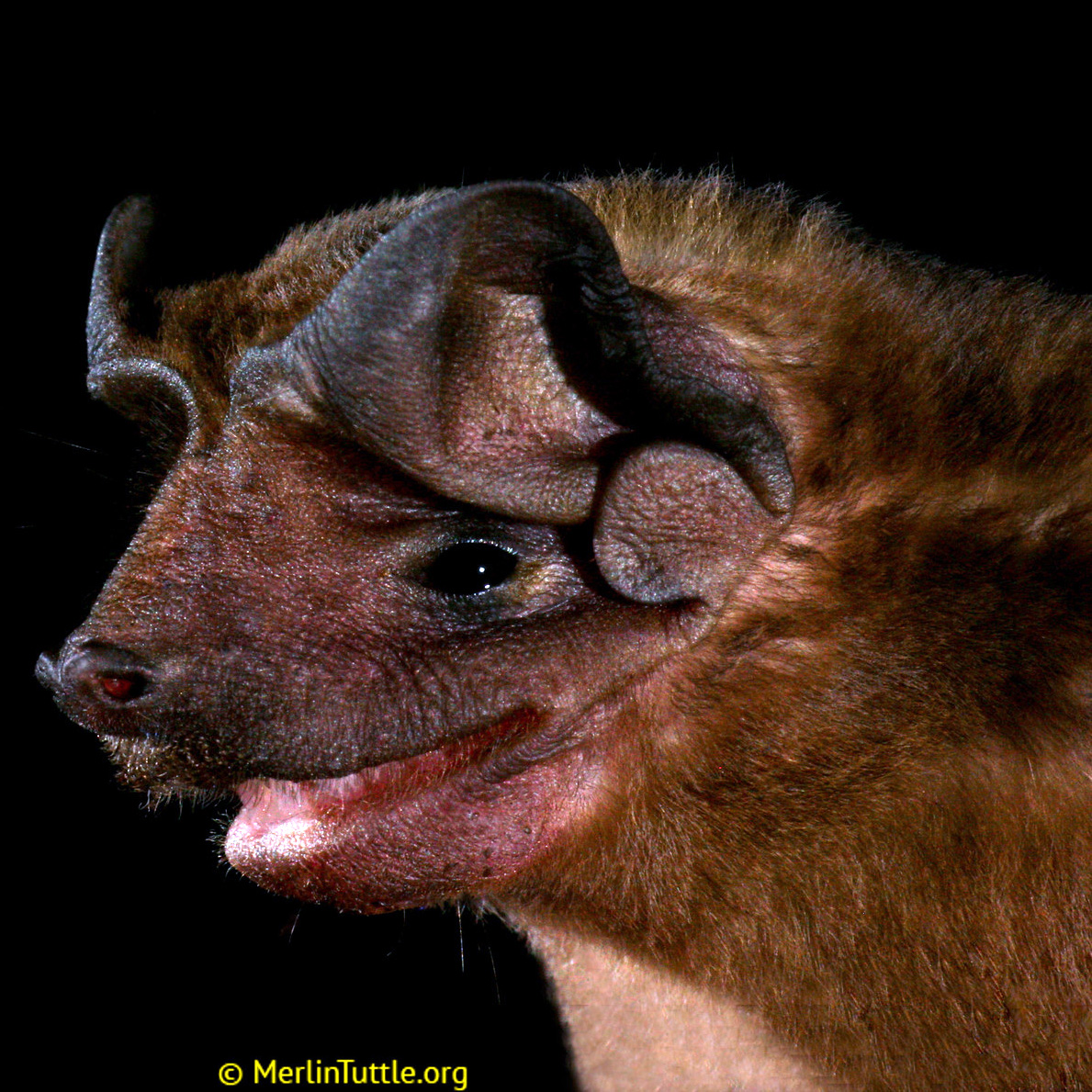 Бондский складчатогуб (Molossus currentium) Фото №8