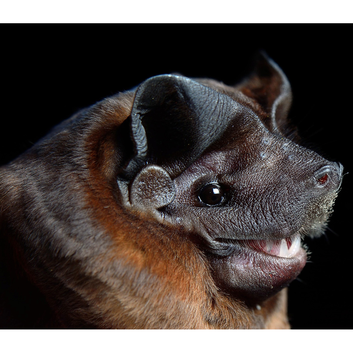 Бондский складчатогуб (Molossus currentium) Фото №9