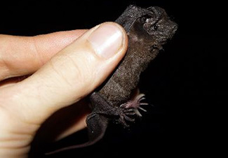Molossus currentium bondae