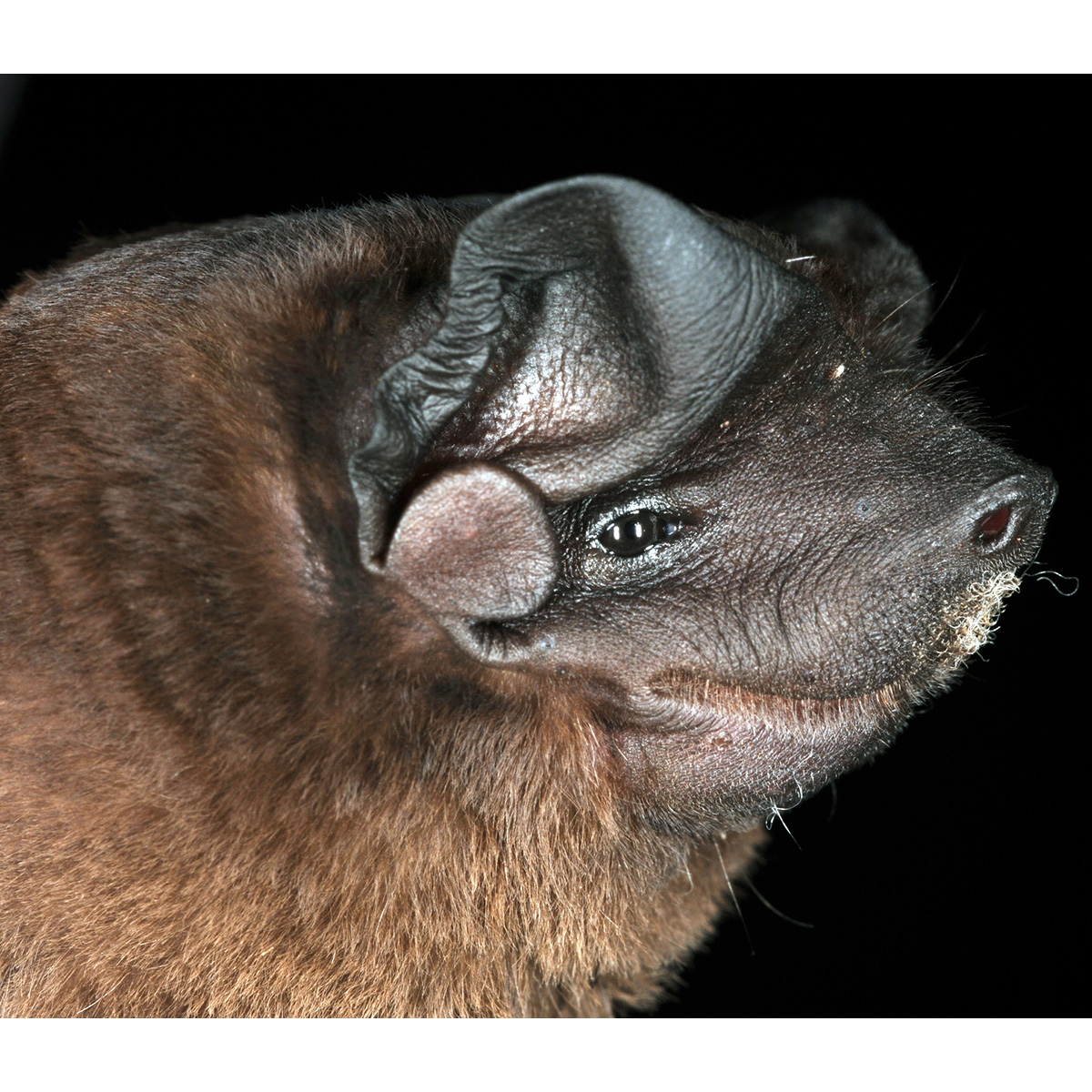 Складчатогуб Палласа (Molossus molossus) Фото №10