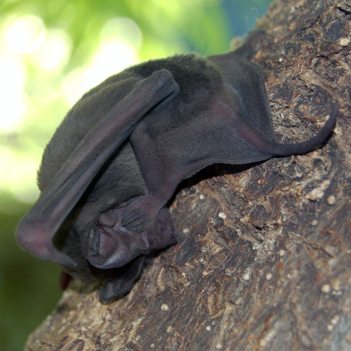 Складчатогуб Палласа (Molossus molossus) Фото №2