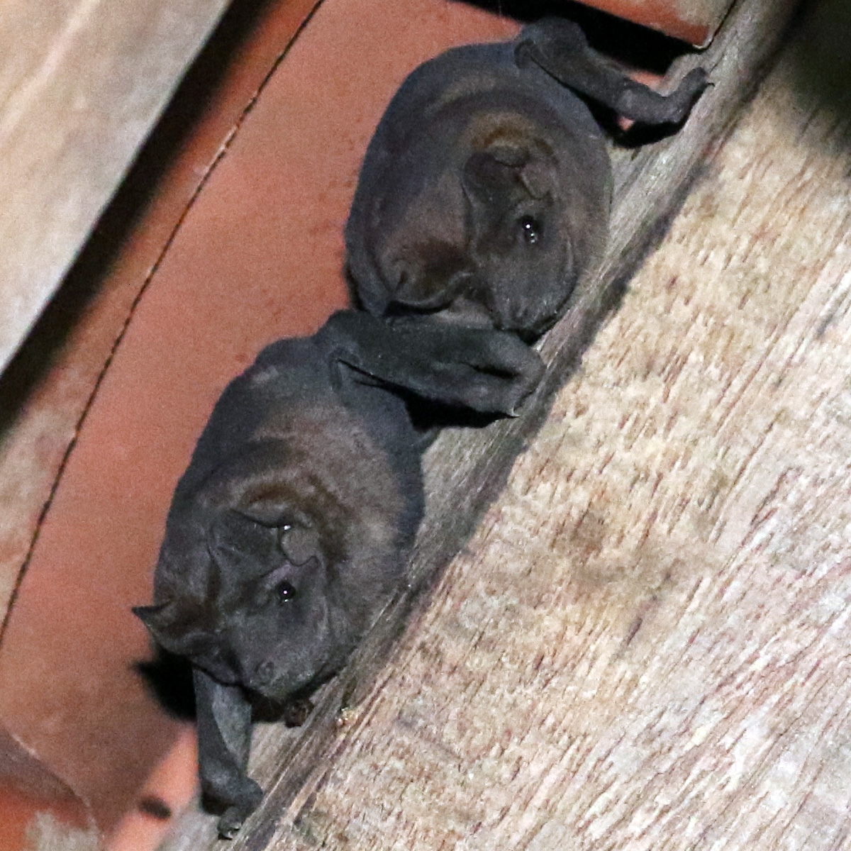 Складчатогуб Палласа (Molossus molossus) Фото №6