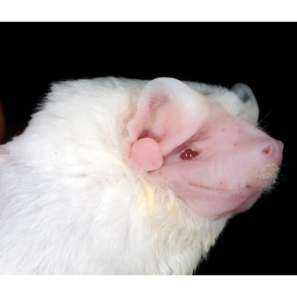 Складчатогуб Палласа (Molossus molossus) Фото №8