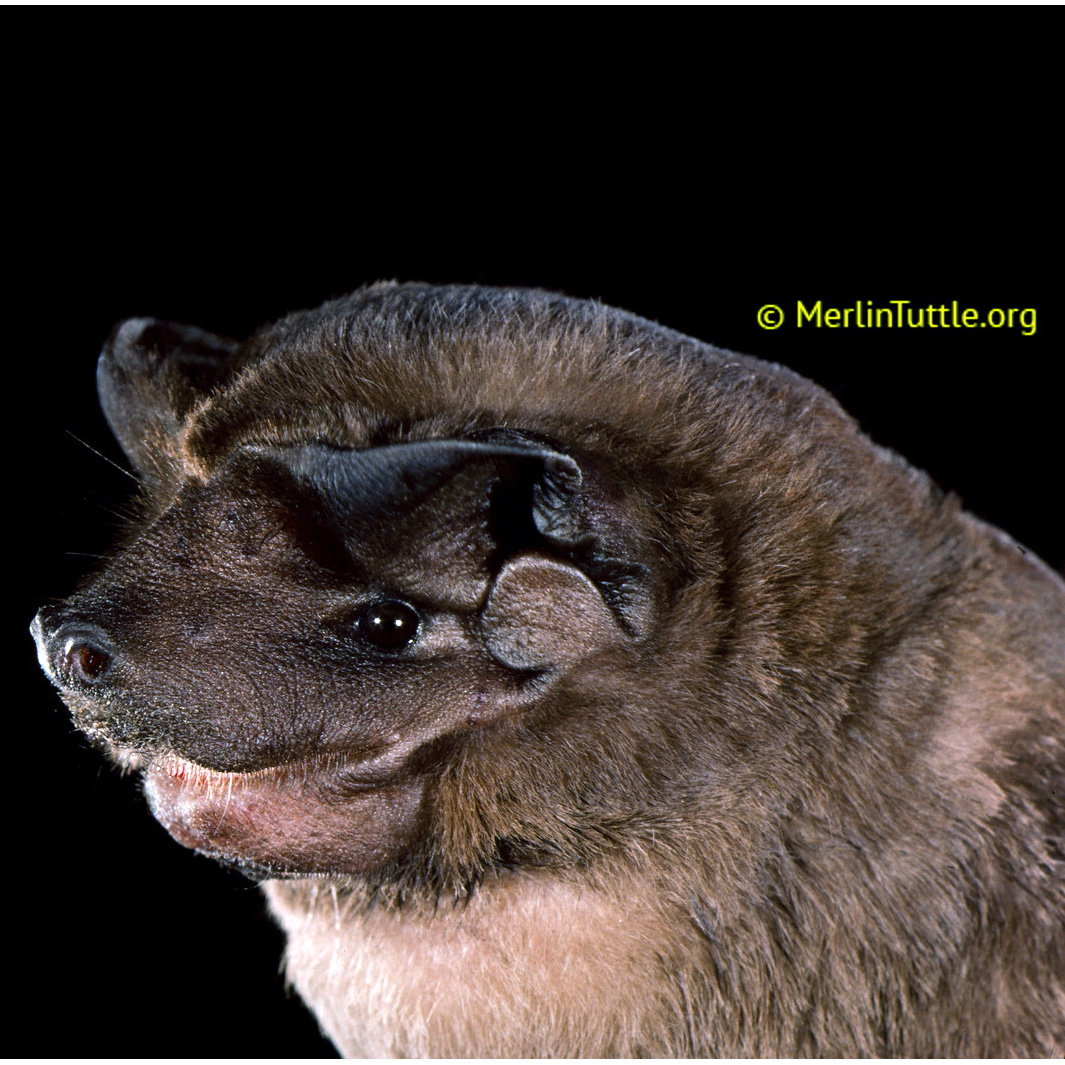 Складчатогуб Палласа (Molossus molossus) Фото №9