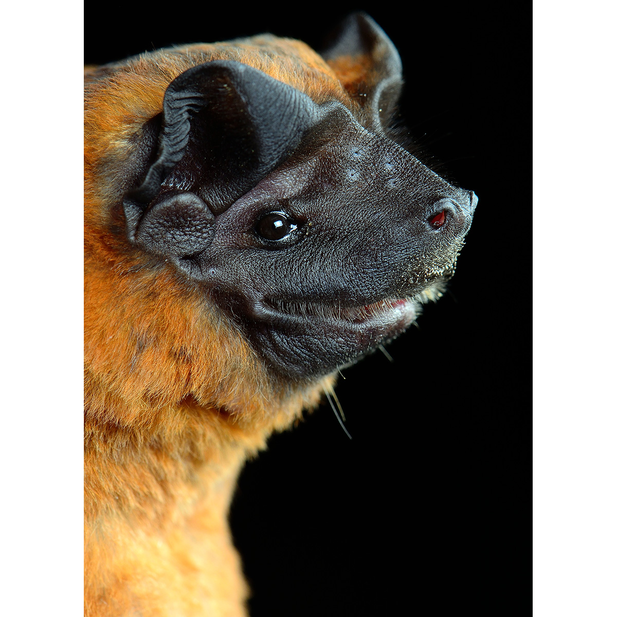Складчатогуб Миллера (Molossus pretiosus) Фото №9