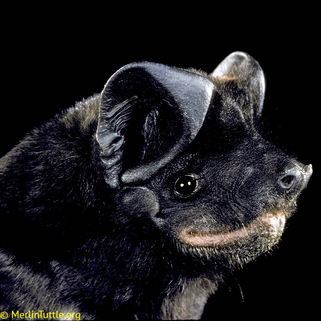 Чёрный складчатогуб (Molossus rufus) Фото №10
