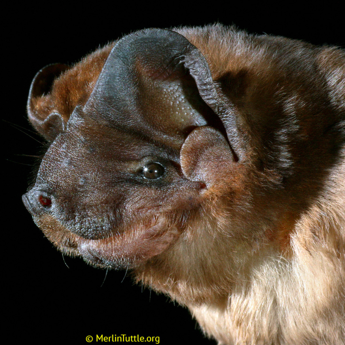 Чёрный складчатогуб (Molossus rufus) Фото №9