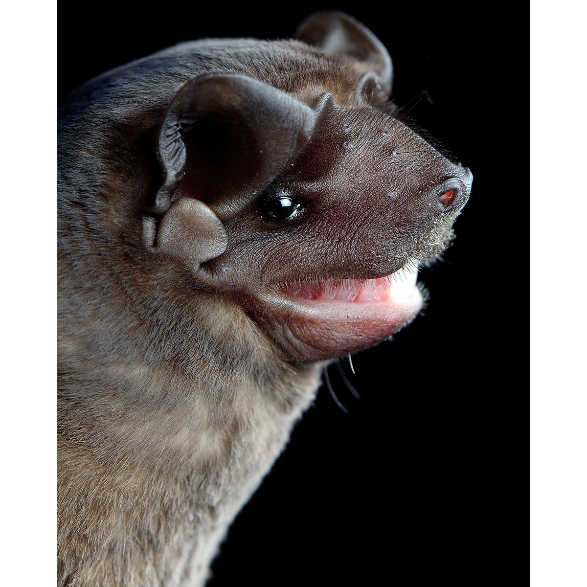 Синалоаский складчатогуб (Molossus sinaloae) Фото №10