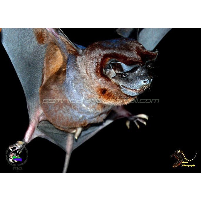 Синалоаский складчатогуб (Molossus sinaloae) Фото №2