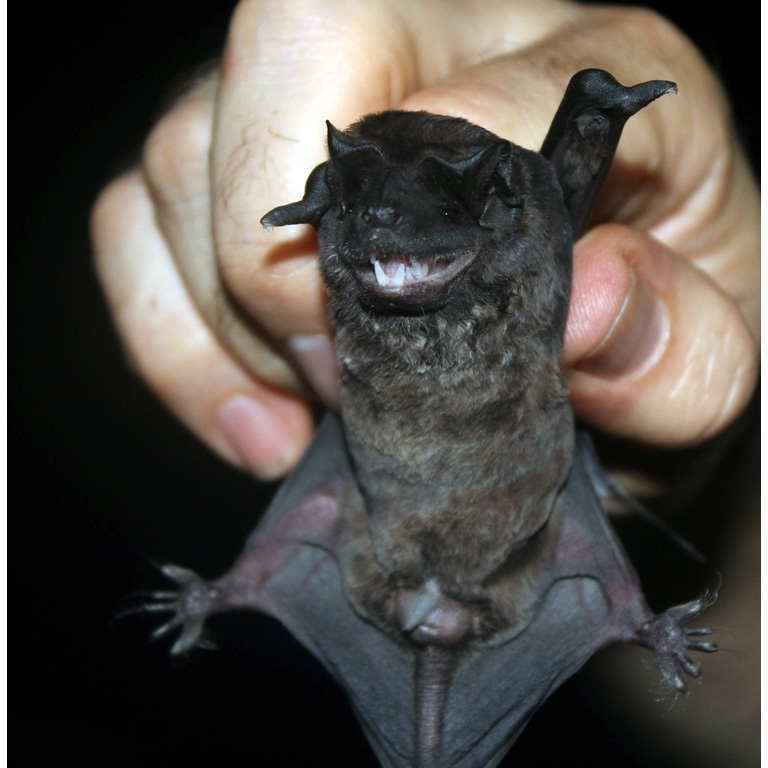Синалоаский складчатогуб (Molossus sinaloae) Фото №3