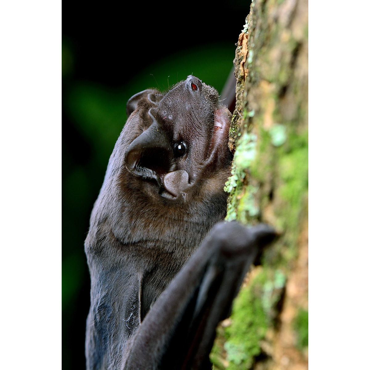 Синалоаский складчатогуб (Molossus sinaloae) Фото №6