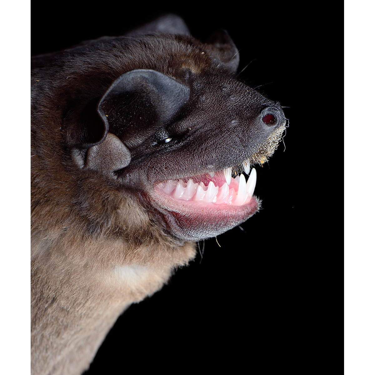 Синалоаский складчатогуб (Molossus sinaloae) Фото №7