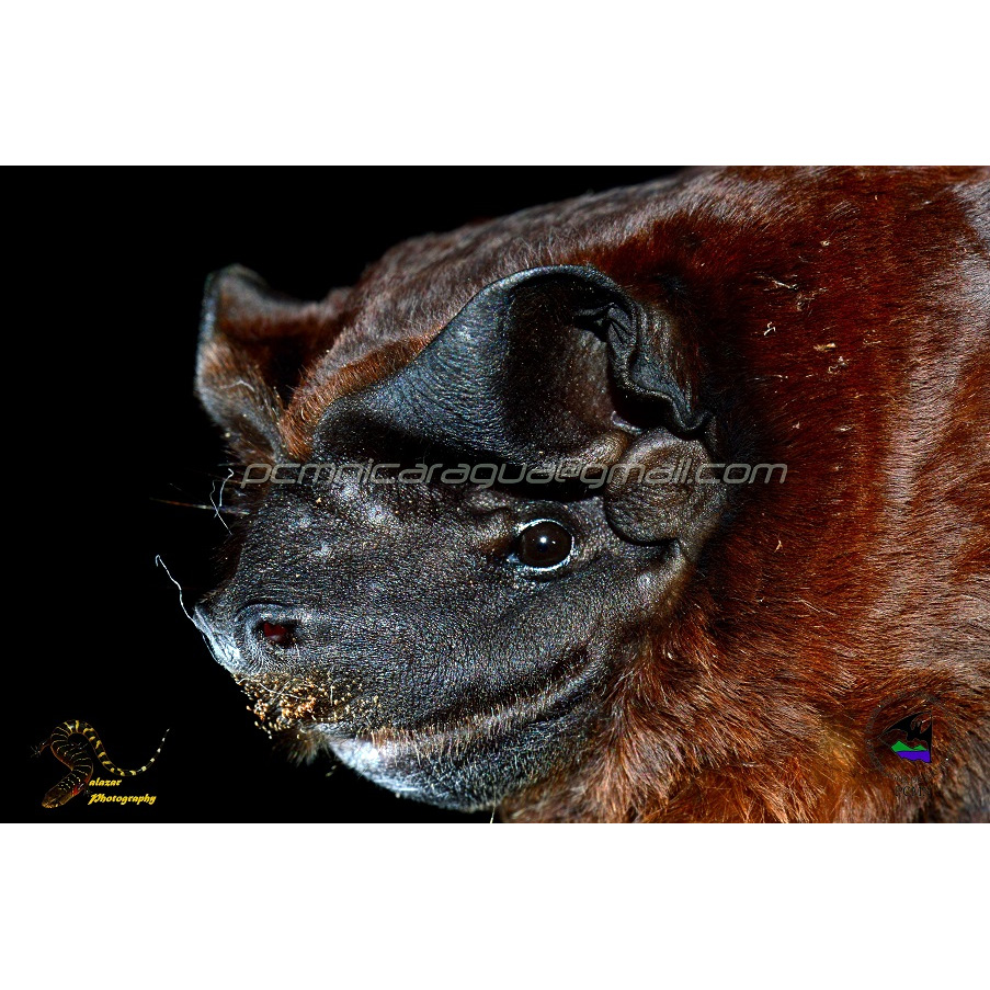 Синалоаский складчатогуб (Molossus sinaloae) Фото №8