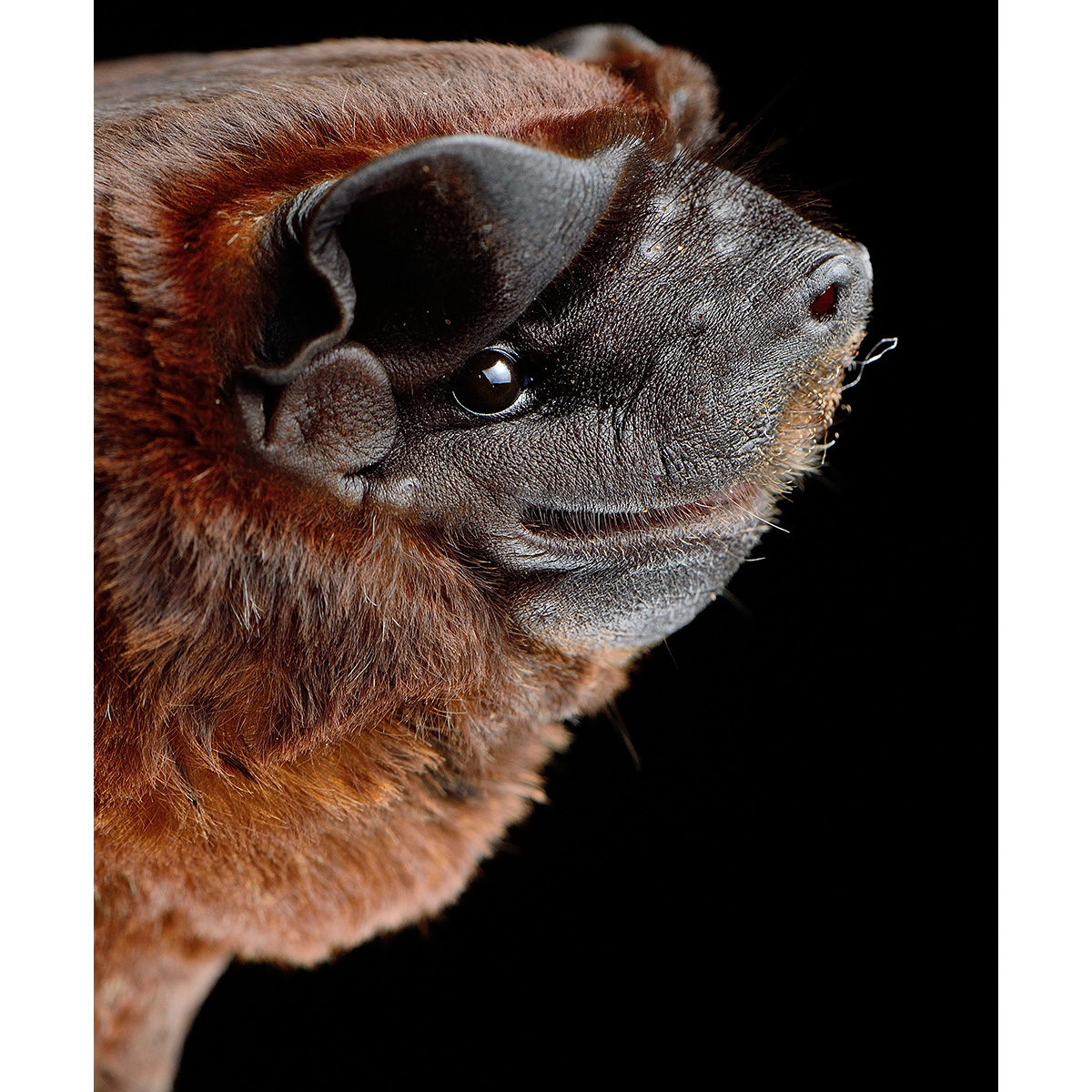 Синалоаский складчатогуб (Molossus sinaloae) Фото №9