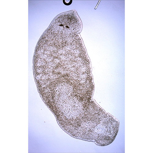 Семейство Monocelididae  фото