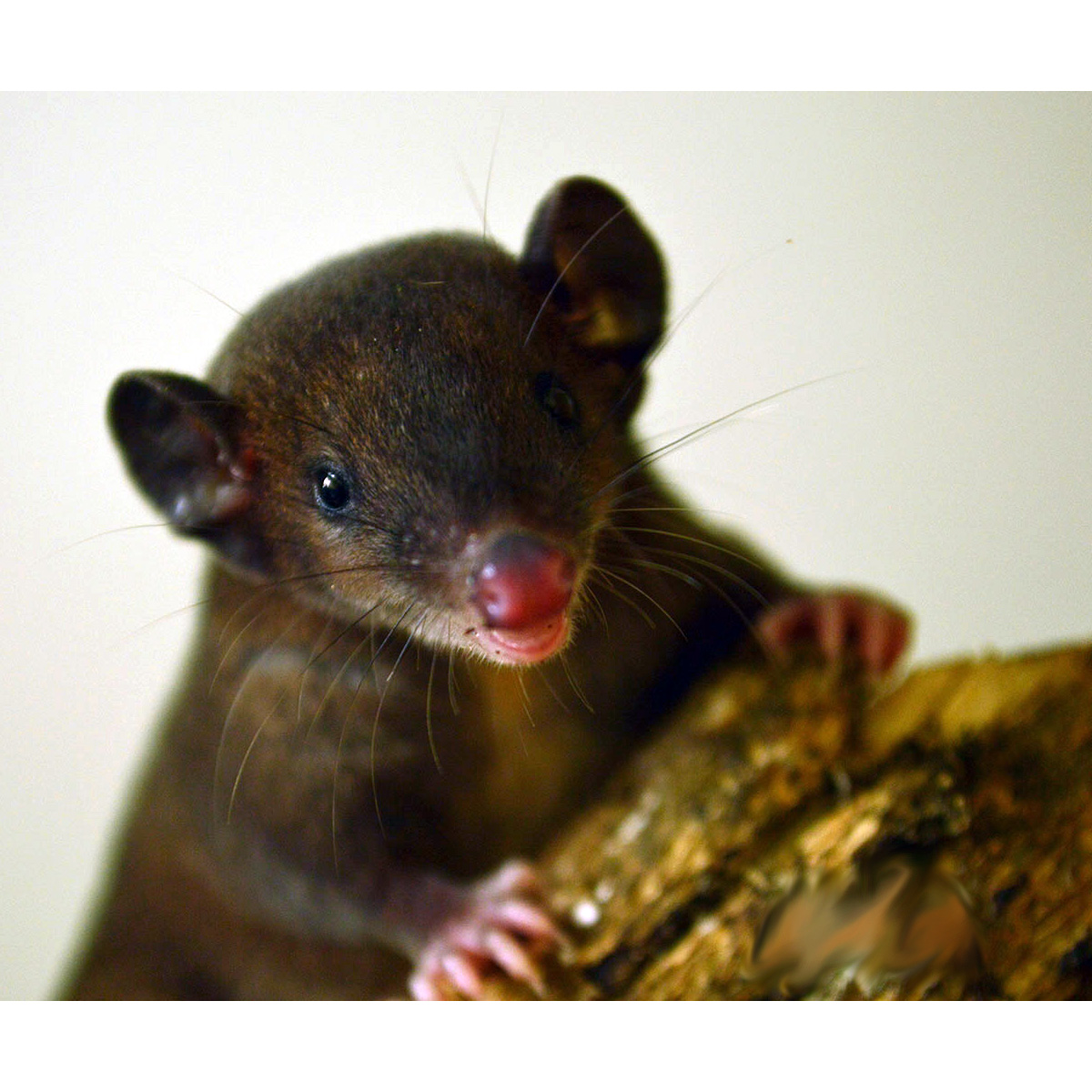 Дымчатый опоссум (Monodelphis adusta) Фото №10