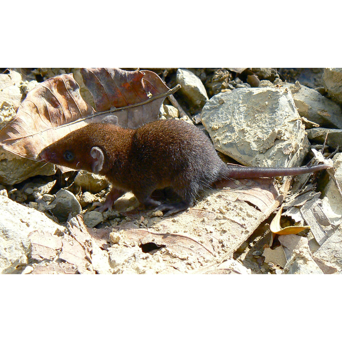 Дымчатый опоссум (Monodelphis adusta) Фото №2