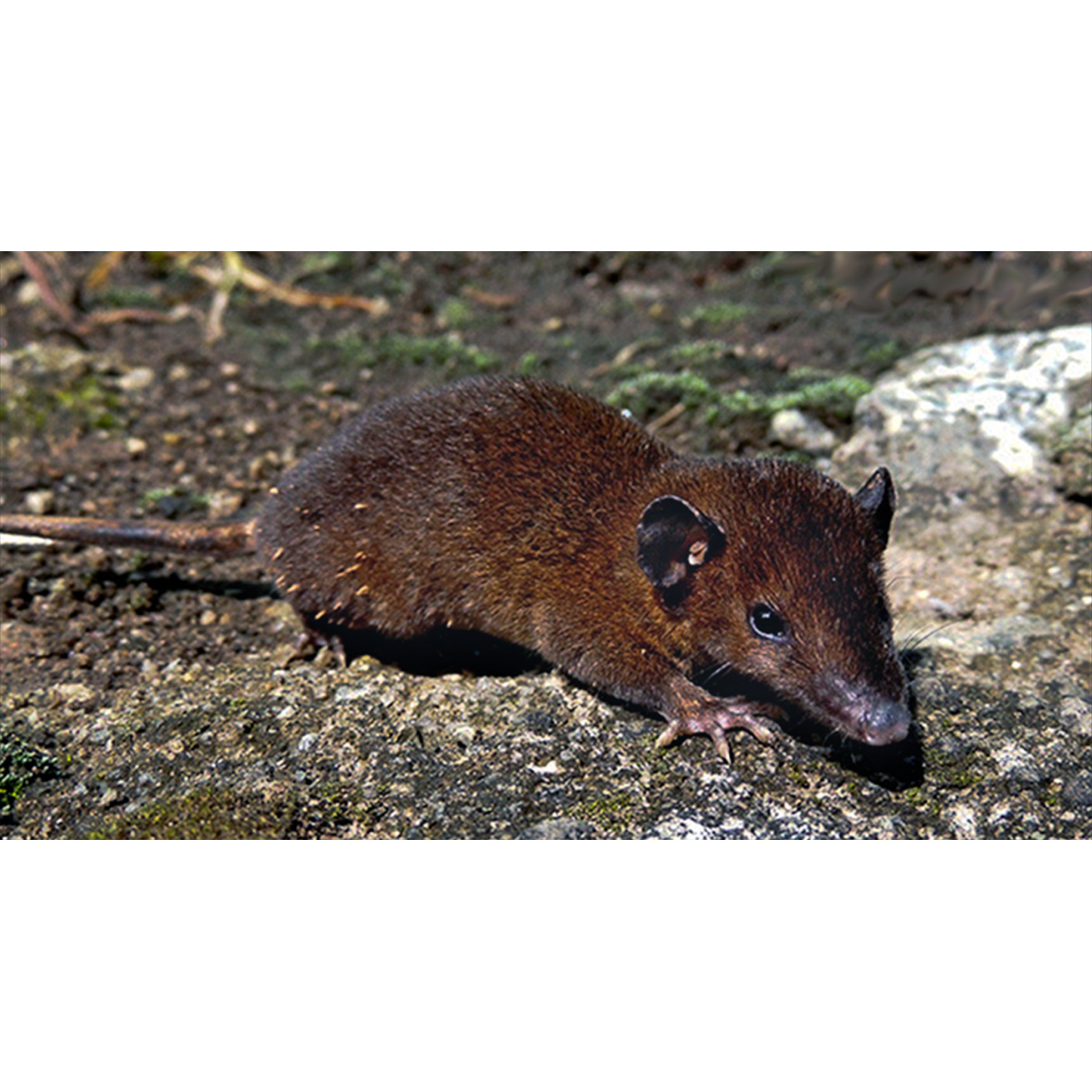 Дымчатый опоссум (Monodelphis adusta) Фото №3