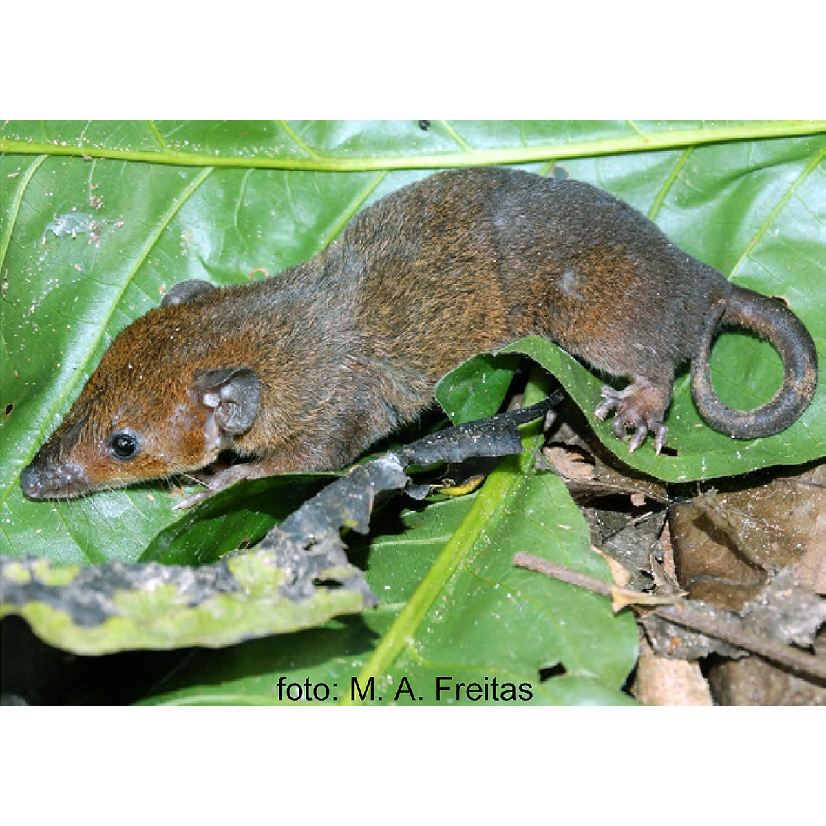 Дымчатый опоссум (Monodelphis adusta) Фото №4