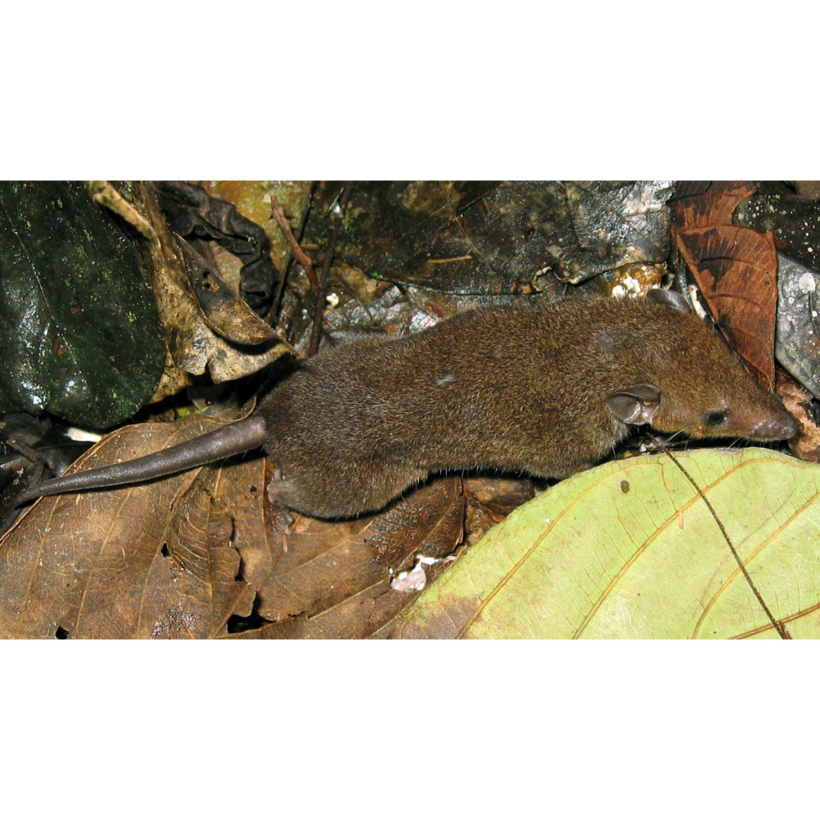 Дымчатый опоссум (Monodelphis adusta) Фото №5