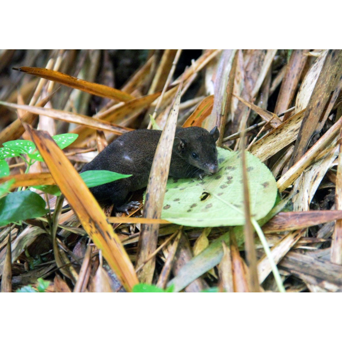 Дымчатый опоссум (Monodelphis adusta) Фото №7