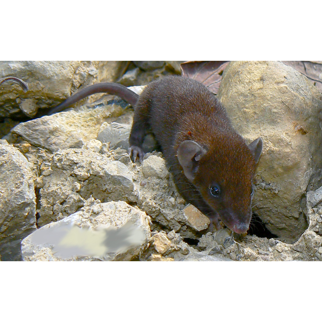 Дымчатый опоссум (Monodelphis adusta) Фото №8