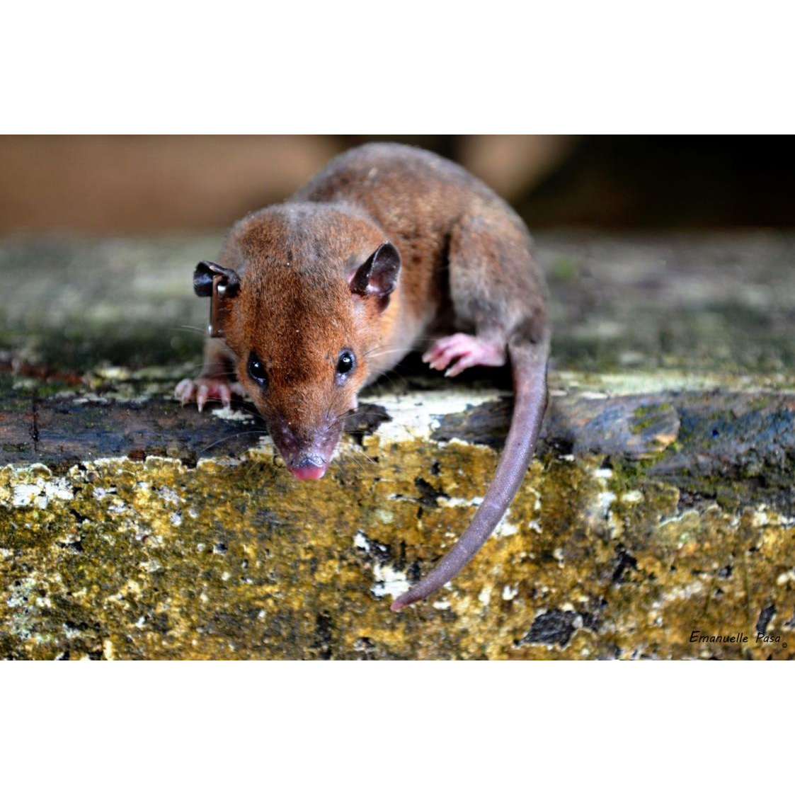 Дымчатый опоссум (Monodelphis adusta) Фото №9