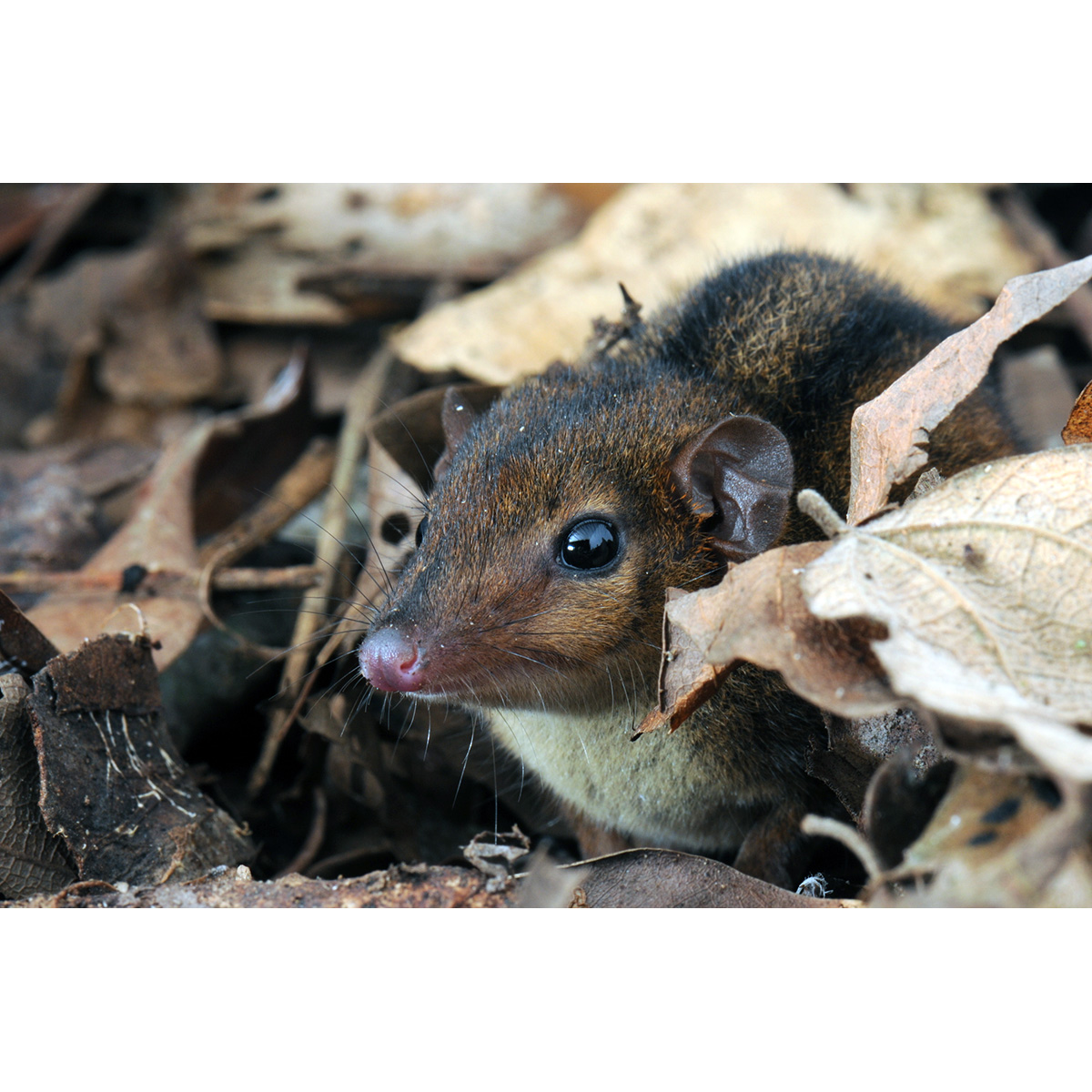 Трёхполосый опоссум (Monodelphis americana) Фото №10