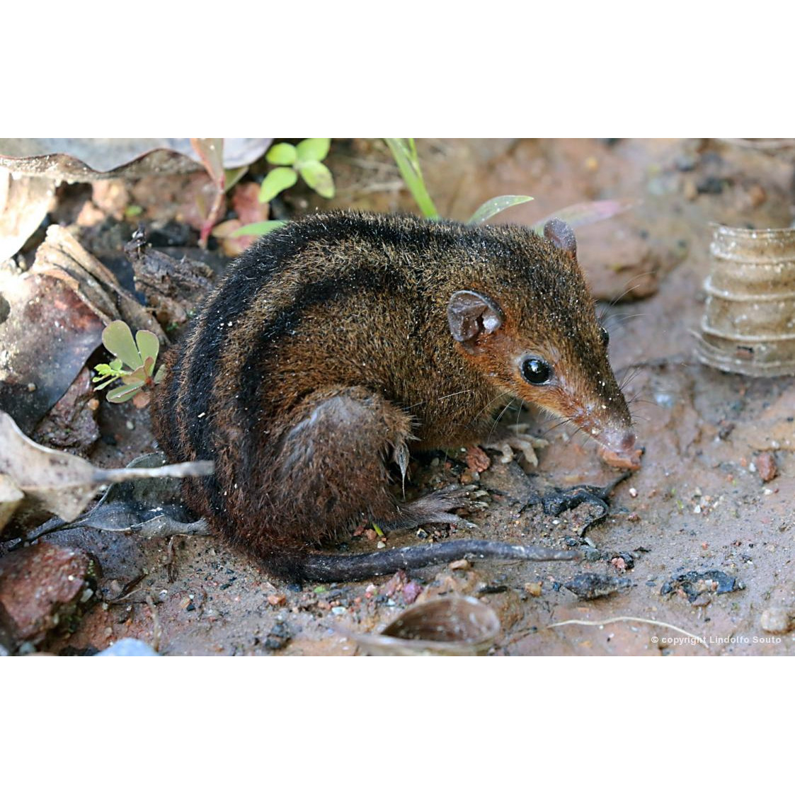 Трёхполосый опоссум (Monodelphis americana) Фото №3