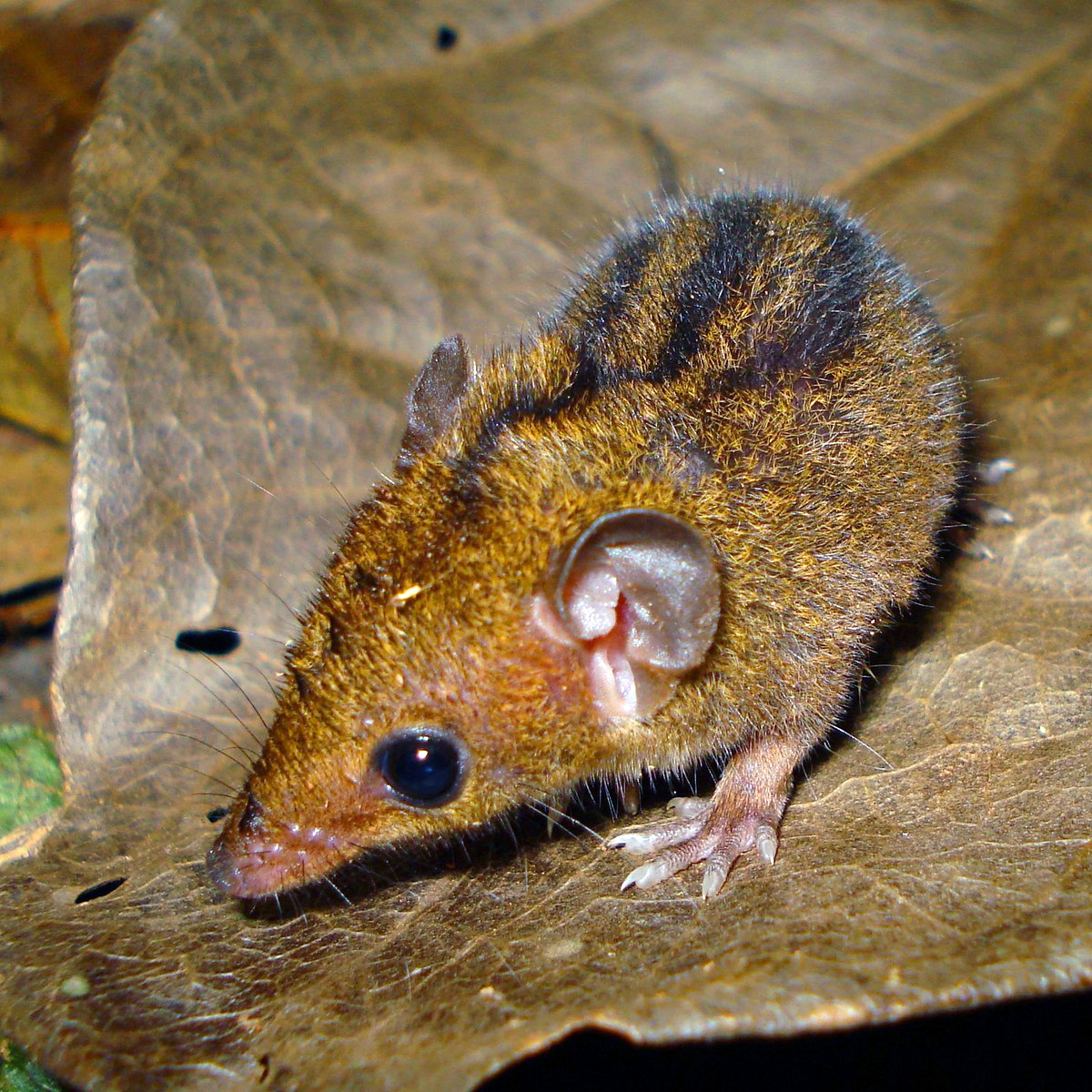 Трёхполосый опоссум (Monodelphis americana) Фото №5