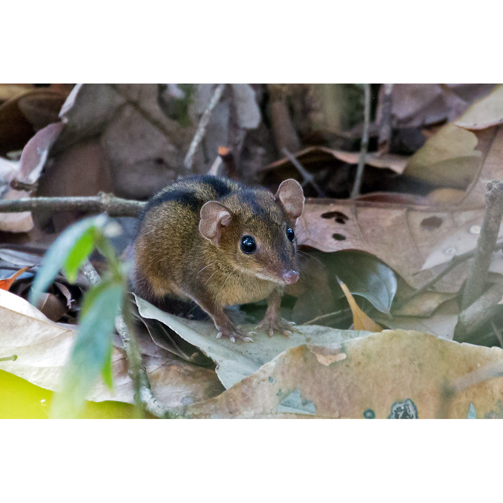 Трёхполосый опоссум (Monodelphis americana) Фото №6