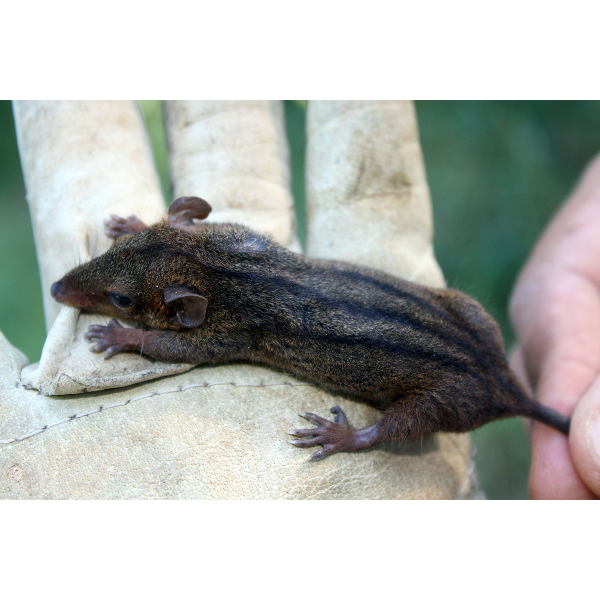 Трёхполосый опоссум (Monodelphis americana) Фото №7