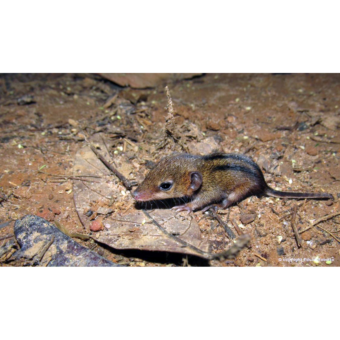 Трёхполосый опоссум (Monodelphis americana) Фото №9