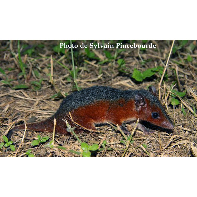 Трёхцветный опоссум (Monodelphis brevicaudata) Фото №3