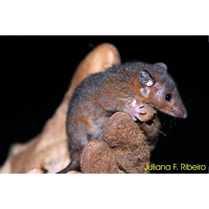 Трёхцветный опоссум (Monodelphis brevicaudata) Фото №5