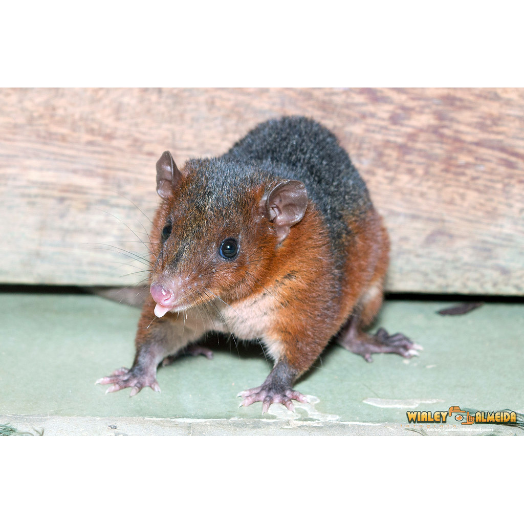 Трёхцветный опоссум (Monodelphis brevicaudata) Фото №6