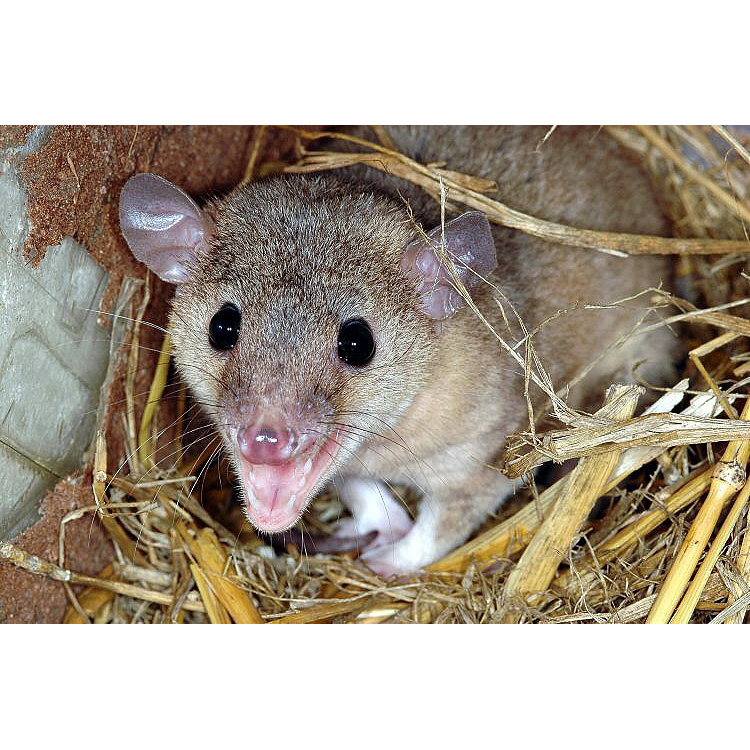 Домовый опоссум (Monodelphis domestica) Фото №10