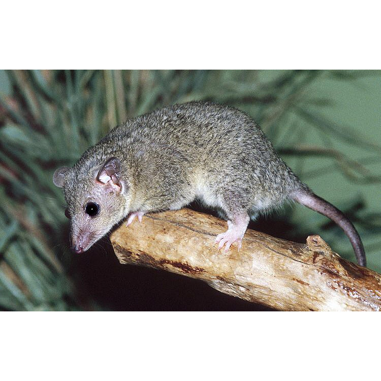 Домовый опоссум (Monodelphis domestica) Фото №2