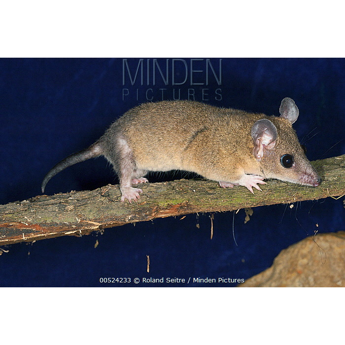 Домовый опоссум (Monodelphis domestica) Фото №3