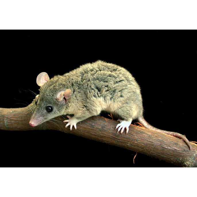 Домовый опоссум (Monodelphis domestica) Фото №4