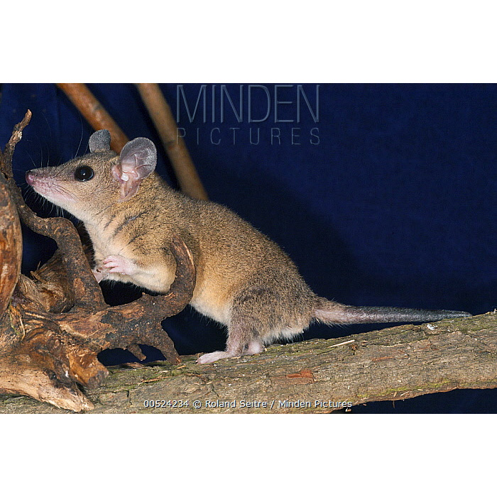 Домовый опоссум (Monodelphis domestica) Фото №5