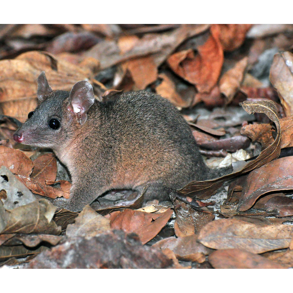 Домовый опоссум (Monodelphis domestica) Фото №6