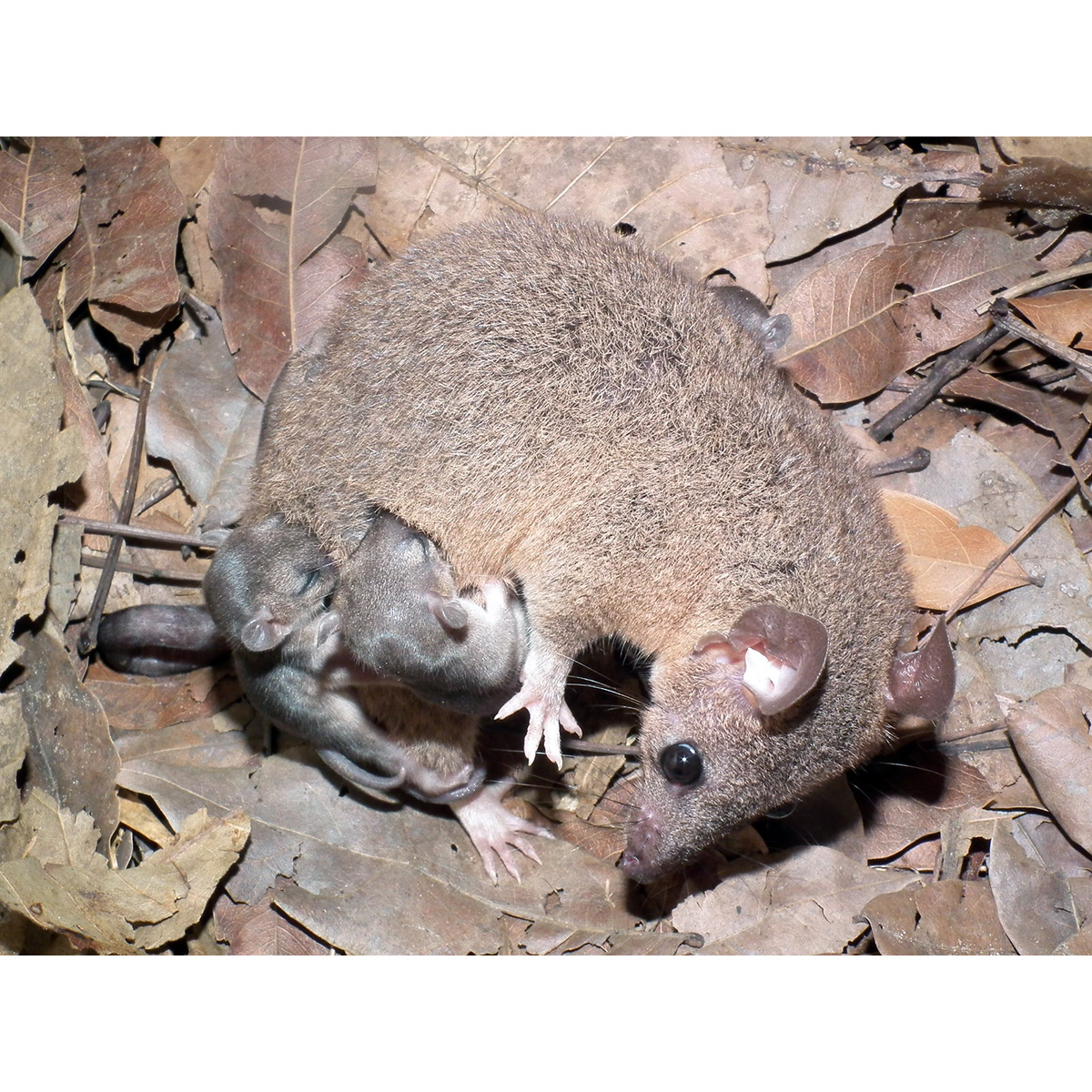 Домовый опоссум (Monodelphis domestica) Фото №7