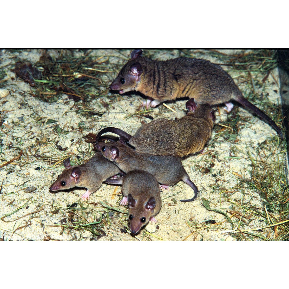 Домовый опоссум (Monodelphis domestica) Фото №8