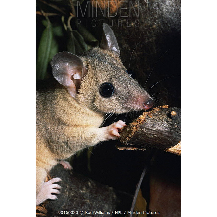 Домовый опоссум (Monodelphis domestica) Фото №9