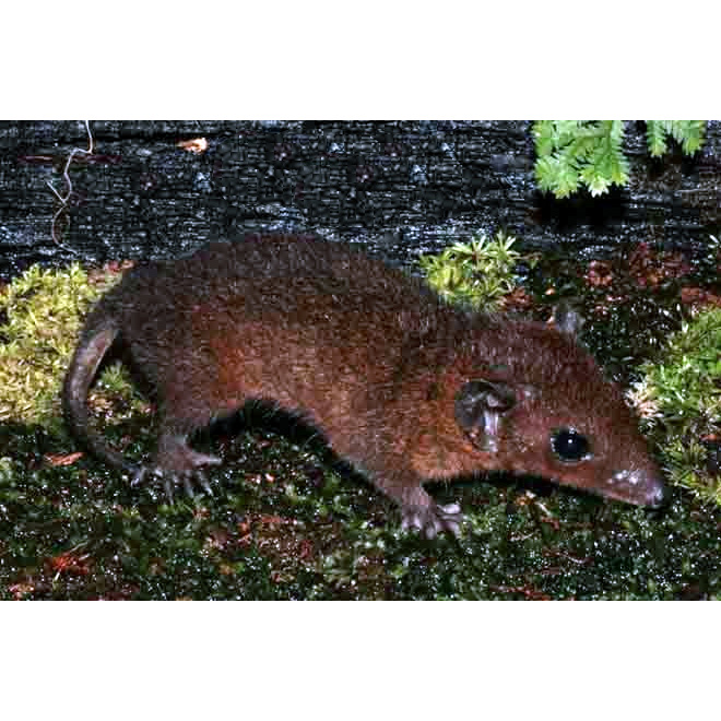 Опоссум Эмилии (Monodelphis emiliae) Фото №2